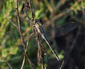 Long skimmer (Orthetrum trinacria) Long skimmer,Orthetrum trinacria