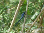 Long skimmer (Orthetrum trinacria) Long skimmer,Orthetrum trinacria