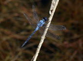 Long skimmer (Orthetrum trinacria) Long skimmer,Orthetrum trinacria