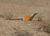 Mesopotamian spiny-tailed lizard (Saara loricata) Mesopotamian spiny-tailed lizard,Saara loricata