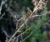 Long skimmer (Orthetrum trinacria) Long skimmer,Orthetrum trinacria