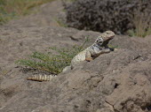 Mesopotamian spiny-tailed lizard (Saara loricata) Mesopotamian spiny-tailed lizard,Saara loricata