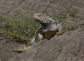 Mesopotamian spiny-tailed lizard (Saara loricata) Mesopotamian spiny-tailed lizard,Saara loricata