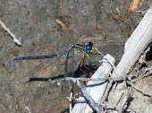 Long skimmer (Orthetrum trinacria) Long skimmer,Orthetrum trinacria