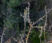 Long skimmer (Orthetrum trinacria) Long skimmer,Orthetrum trinacria