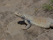 Mesopotamian spiny-tailed lizard (Saara loricata) Mesopotamian spiny-tailed lizard,Saara loricata