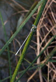 Ivory featherleg (Platycnemis dealbata) Ivory featherleg,Platycnemis dealbata