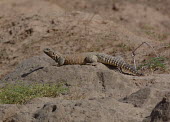 Mesopotamian spiny-tailed lizard (Saara loricata) Mesopotamian spiny-tailed lizard,Saara loricata