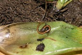 Juvenile pygmy splayfoot salamander Chordata,Terrestrial,Plethodontidae,North America,IUCN Red List,Caudata,Forest,Sub-tropical,Amphibia,lavae,Animalia,Critically Endangered,Chiropterotriton (1)