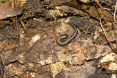 Terrestrial splayfoot salamander on leaf litter Adult,Terrestrial,IUCN Red List,Animalia,Forest,terrestris,Plethodontidae,Critically Endangered,Sub-tropical,North America,Chordata,Amphibia,Chiropterotriton