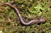 Pseudoeurycea leprosa in water plants Species in habitat shot,Habitat,Adult,Caudata,Forest,Plethodontidae,Chordata,Carnivorous,Pseudoeurycea,Terrestrial,IUCN Red List,Vulnerable,North America,Amphibia,Animalia