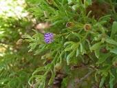 Pluchea arabica flower Flower,Leaves,Indian,Plantae,Not Evaluated,Equisetopsida,Terrestrial,Africa,Pluchea,Compositae,Tracheophyta,Desert,Asterales,Photosynthetic