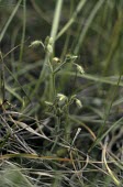 Grey mouse ear with buds Flower,Pink Family,Caryophyllaceae,Caryophyllales,Magnoliopsida,Dicots,Magnoliophyta,Flowering Plants,Cerastium,Urban,Europe,Plantae,Terrestrial,Photosynthetic,Endangered,Anthophyta,Temperate