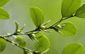 Small persimmon flower buds and leaves Mature form,Fruits or berries,Asia,Ebenaceae,vaccinioides,Critically Endangered,Tracheophyta,Plantae,Terrestrial,Ebenales,Diospyros,Magnoliopsida,Photosynthetic,IUCN Red List