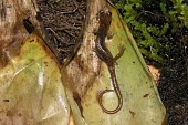 Pygmy splayfoot salamander, dorsal view Adult,Chordata,Terrestrial,Plethodontidae,North America,IUCN Red List,Caudata,Forest,Sub-tropical,Amphibia,lavae,Animalia,Critically Endangered,Chiropterotriton (1)