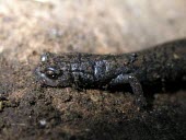 Pseudoeurycea leprosa, facial detail Adult,Caudata,Forest,Plethodontidae,Chordata,Carnivorous,Pseudoeurycea,Terrestrial,IUCN Red List,Vulnerable,North America,Amphibia,Animalia