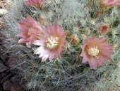 Pink flowered Mammillaria bocasana Mature form,Least Concern,Cactaceae,Photosynthetic,Caryophyllales,Appendix II,South America,Plantae,Terrestrial,IUCN Red List,Magnoliopsida,Rock,Tracheophyta,Mammilaria,Semi-desert