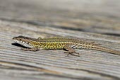 Carbonell's wall lizard Adult,Forest,Terrestrial,Chordata,Animalia,Reptilia,Europe,Omnivorous,Endangered,Squamata,Lacertidae,Podarcis,IUCN Red List