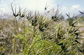 Shepherd's needle seed cases Seeds,Magnoliophyta,Flowering Plants,Magnoliopsida,Dicots,Apiaceae,Apiales,Terrestrial,Europe,Coastal,Urban,Photosynthetic,Plantae,Agricultural,Scandix,Anthophyta