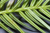 Close up of Cunninghamia konishii leaves Leaves,Mature form,Terrestrial,Endangered,Plantae,Tracheophyta,Coniferopsida,Asia,Photosynthetic,IUCN Red List,Cunninghamia,Coniferales,konishii,Forest,Cupressaceae