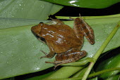 Rana sauteri, dorsal view Adult,Tropical,IUCN Red List,Amphibia,Anura,Chordata,Sub-tropical,Forest,Asia,Streams and rivers,Wetlands,Ranidae,sauteri,Animalia,Terrestrial,Endangered,Aquatic,Fresh water,Rana