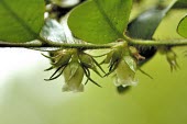 Small persimmon flowers Flower,Mature form,Asia,Ebenaceae,vaccinioides,Critically Endangered,Tracheophyta,Plantae,Terrestrial,Ebenales,Diospyros,Magnoliopsida,Photosynthetic,IUCN Red List