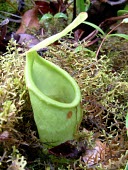 Nepenthes insignis lower pitcher, Biak form Mature form,Forest,Terrestrial,CITES,Asia,Vulnerable,Riparian,IUCN Red List,Nepenthales,Nepenthaceae,Appendix II,Nepenthes,Photosynthetic,Plantae,Tracheophyta,Magnoliopsida