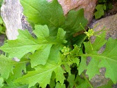 Mediterranean rocket in flower Flower,Mature form,Leaves,Terrestrial,Africa,Photosynthetic,Plantae,Not Evaluated,Magnoliopsida,Tracheophyta,Brassicaceae,Europe,Asia,Capparales,Sisymbrium