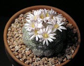 Mammillaria lenta Mature form,Tracheophyta,Cactaceae,IUCN Red List,Terrestrial,Caryophyllales,Plantae,CITES,Magnoliopsida,South America,Mammillaria,Least Concern,Appendix II,Semi-desert,Photosynthetic