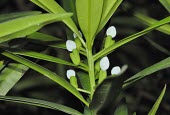 Podocarpus nakaii fruit Mature form,Fruits or berries,Endangered,IUCN Red List,Asia,Forest,Photosynthetic,Podocarpus,Terrestrial,Podocarpaceae,Coniferopsida,Coniferales,nakaii,Tracheophyta,Plantae