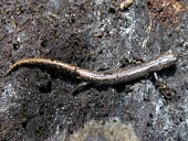 Pseudoeurycea leprosa on soil Adult,Caudata,Forest,Plethodontidae,Chordata,Carnivorous,Pseudoeurycea,Terrestrial,IUCN Red List,Vulnerable,North America,Amphibia,Animalia