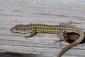 Carbonell's wall lizard on wood Adult,Forest,Terrestrial,Chordata,Animalia,Reptilia,Europe,Omnivorous,Endangered,Squamata,Lacertidae,Podarcis,IUCN Red List