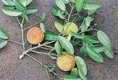 Garcinia kola fruit on cut branch Fruits or berries,Garcinia,Magnoliopsida,Africa,Tropical,kola,Plantae,Photosynthetic,Theales,Guttiferae,Terrestrial,Vulnerable,Tracheophyta,IUCN Red List