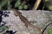 Milos wall lizard on a rock Adult,Adult Female,Sand-dune,Squamata,milensis,Lacertidae,Podarcis,Omnivorous,Terrestrial,Animalia,Vulnerable,Scrub,Europe,Semi-desert,Chordata,Reptilia,IUCN Red List