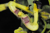 Cross-section of Aristolochia cucurbitifolia flower Ming-I Weng from Taiwan Seeds,Reproduction,Mature form,Flower,Aristolochiales,Photosynthetic,Asia,IUCN Red List,Vulnerable,Terrestrial,Aristolochia,Aristolochiaceae,Tracheophyta,Magnoliopsida,Plantae