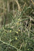 Wild asparagus in flower Flower,Leaves,Photosynthetic,Grassland,Liliaceae,Sand-dune,Anthophyta,Vulnerable,Scrub,Asparagus,Liliales,Liliopsida,Plantae,Europe,Terrestrial