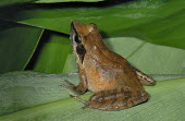 Rana sauteri on leaf Adult,Tropical,IUCN Red List,Amphibia,Anura,Chordata,Sub-tropical,Forest,Asia,Streams and rivers,Wetlands,Ranidae,sauteri,Animalia,Terrestrial,Endangered,Aquatic,Fresh water,Rana