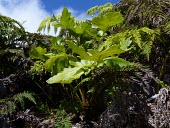 Dendroseris regia Mature form,Photosynthetic,Asterales,Terrestrial,Dendroseris,Compositae,South America,Critically Endangered,Plantae,Tracheophyta,IUCN Red List,Magnoliopsida