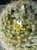 Mammillaria albicoma flower Mature form,Magnoliopsida,Endangered,Cactaceae,Scrub,Terrestrial,Plantae,North America,CITES,Photosynthetic,Mammillaria,Caryophyllales,IUCN Red List,Appendix II,Tracheophyta