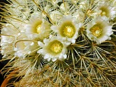 Close up ofMammillaria moelleriana flowers Mature form,Photosynthetic,Tracheophyta,Cactaceae,Appendix II,South America,IUCN Red List,Terrestrial,Plantae,Magnoliopsida,CITES,Caryophyllales,Mammillaria,Semi-desert,Least Concern