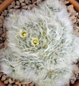 Mammillaria bocasana Mature form,Least Concern,Cactaceae,Photosynthetic,Caryophyllales,Appendix II,South America,Plantae,Terrestrial,IUCN Red List,Magnoliopsida,Rock,Tracheophyta,Mammilaria,Semi-desert