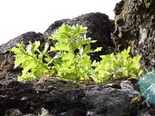 Dendroseris regia in habitat Species in habitat shot,Habitat,Photosynthetic,Asterales,Terrestrial,Dendroseris,Compositae,South America,Critically Endangered,Plantae,Tracheophyta,IUCN Red List,Magnoliopsida