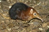 Black and rufous elephant shrew, in captivity Adult,Elephant Shrews,Macroscelididae,Mammalia,Mammals,Macroscelidea,Elephant shrews, Sengis,Chordates,Chordata,Terrestrial,Coniferous,Africa,petersi,Rhynchocyon,Broadleaved,Carnivorous,Animalia,Vulne