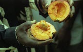 Garcinia kola fruit cut open Fruits or berries,Garcinia,Magnoliopsida,Africa,Tropical,kola,Plantae,Photosynthetic,Theales,Guttiferae,Terrestrial,Vulnerable,Tracheophyta,IUCN Red List