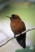 Male Juan Fernndez firecrown Adult,Adult Male,Chordata,Appendix II,Aves,Sephanoides,Animalia,South America,fernandensis,Apodiformes,Sub-tropical,Critically Endangered,Carnivorous,Fluid-feeding,Flying,Trochilidae,IUCN Red List