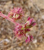 Pupalia lappacea flower Leaves,Mature form,Flower,Desert,Equisetopsida,Terrestrial,Pupalia,Tracheophyta,Africa,Indian,Not Evaluated,Caryophyllales,Photosynthetic,Plantae,Amaranthaceae