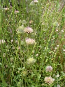 Dicoma schimperi in flower Leaves,Flower,Mature form,Desert,Tracheophyta,Terrestrial,Indian,Asia,Magnoliopsida,Photosynthetic,Compositae,Asterales,Plantae,Dicoma,Not Evaluated