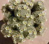 Mature Mammillaria picta Mature form,Terrestrial,IUCN Red List,Magnoliopsida,Least Concern,Cactaceae,Caryophyllales,Mammillaria,Plantae,South America,Semi-desert,CITES,Appendix II,Photosynthetic,Tracheophyta