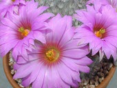 Mammillaria guelzowiana flowers Mature form,Photosynthetic,Terrestrial,Semi-desert,Least Concern,Tracheophyta,Cactaceae,Plantae,Mammillaria,IUCN Red List,Caryophyllales,North America,Appendix II,CITES,Magnoliopsida