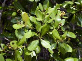 Mangrove fruiting Mature form,Fruits or berries,Avicenniaceae,Avicennia,Photosynthetic,Asia,Not Evaluated,Aquatic,Tracheophyta,Terrestrial,Plantae,Mangrove,Lamiales,Magnoliopsida,IUCN Red List,Least Concern